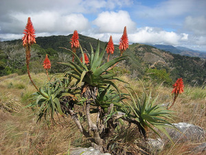 Aloe-arborescens-flowering Aloe-arborescens-flowering