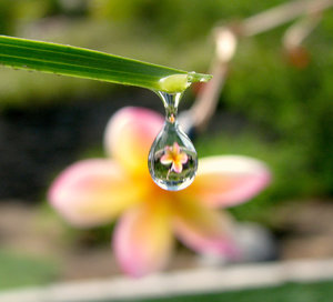 flower_drop_reflection_by_ohman_itsme-d2z9g5t flower_drop_reflection_by_ohman_itsme-d2z9g5t